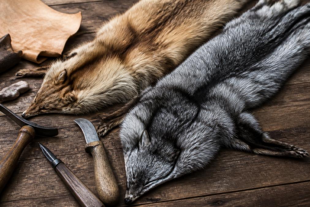 Best Sources for Ethically Harvested Pelts