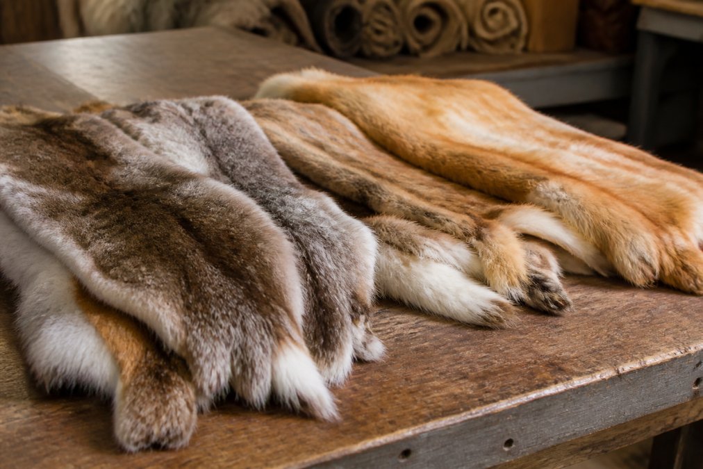 Close-up of professionally processed, soft-tanned pelts arranged on a wooden workbench, showing natural texture and quality craftsmanship under warm studio lighting