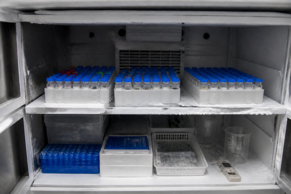 Close-up of properly organized peptide vials in labeled rows inside a temperature-controlled laboratory freezer with a digital thermometer display and handling equipment visible on the shelf