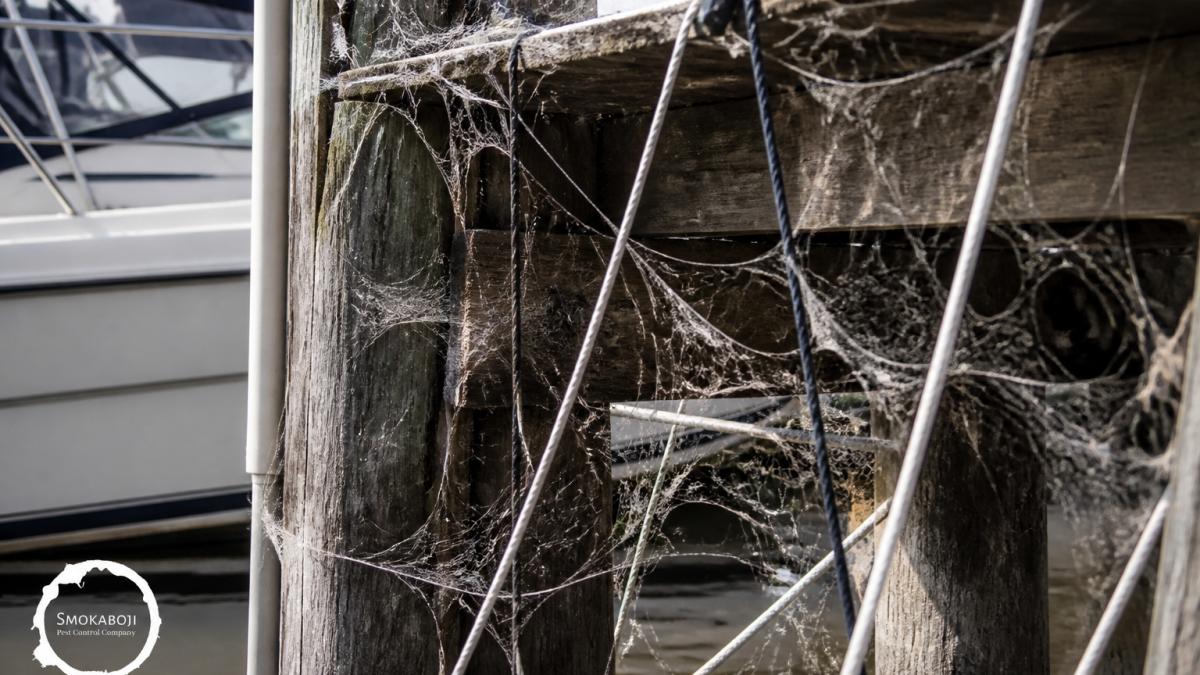 Close-up of weathered dock pilings and boat rigging heavily covered with intricate spider webs, showing the extent of spider activity on a typical waterfront structure