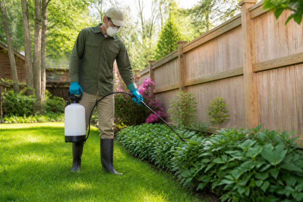 A person in a green backyard wearing rubber gloves and holding a pump sprayer, preparing to apply a lawn treatment near a wooden fence line on a sunny afternoon