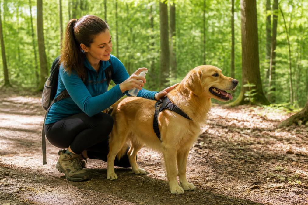 A dog on a hiking trail in a wooded area during spring with owner applying tick repellent spray before heading out, with green foliage and natural sunlight filtering through trees