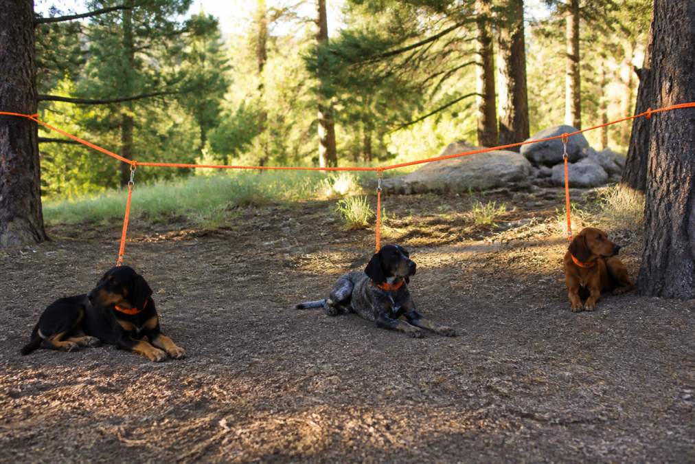 Three hunting dogs secured to a brightly colored neon orange gang line strung between two pine trees at a shaded campsite, each dog resting comfortably on dry ground with visible spacing between them and no overlapping leads, late afternoon natural light filtering through the trees