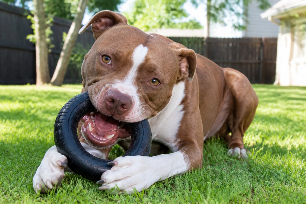 A strong-jawed pit bull happily chewing a heavy-duty black rubber ring toy in a sunny backyard, the toy intact and showing no damage