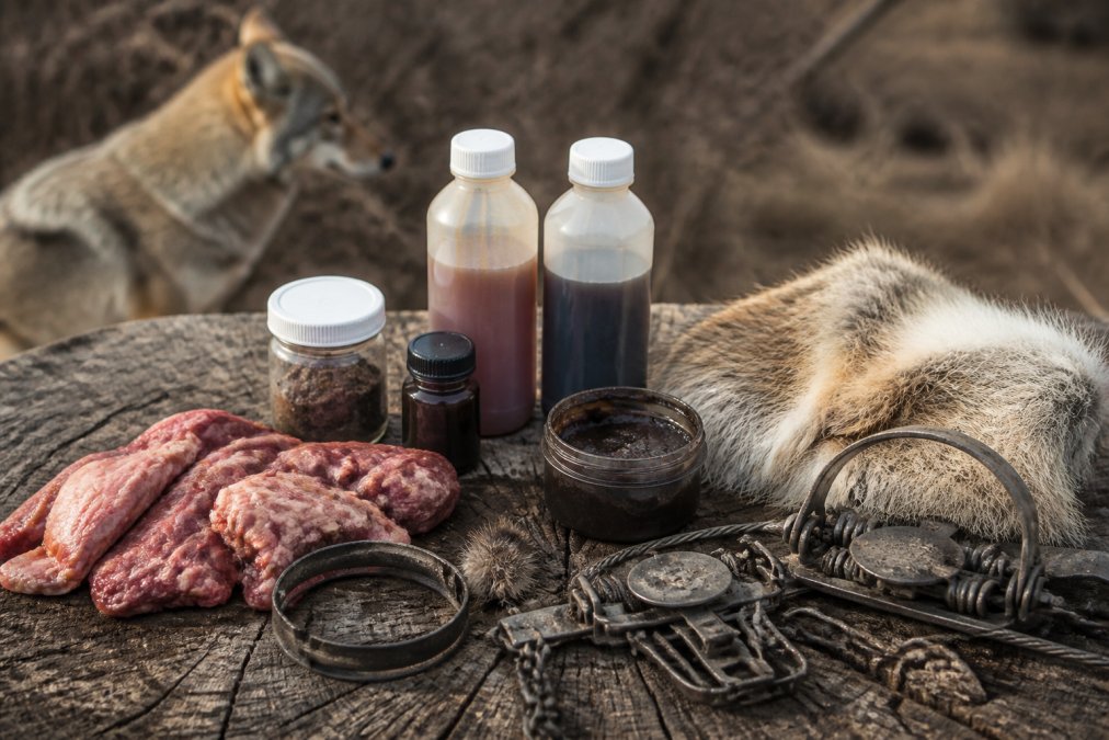 Best Trapping Lures for Coyotes: 2026 Field Guide