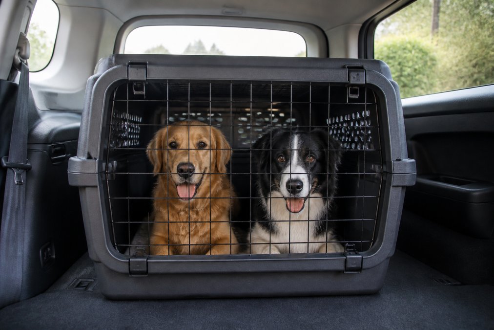 Infographic showing key features of the best travel crates for multiple pets with two dogs safely secured
