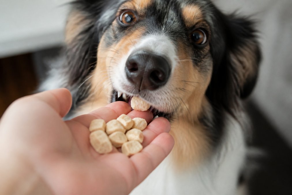Close-up of a dog's nose and mouth as it eagerly eats freeze-dried treats from an owner's hand, showing keen interest in the treat's texture and aroma