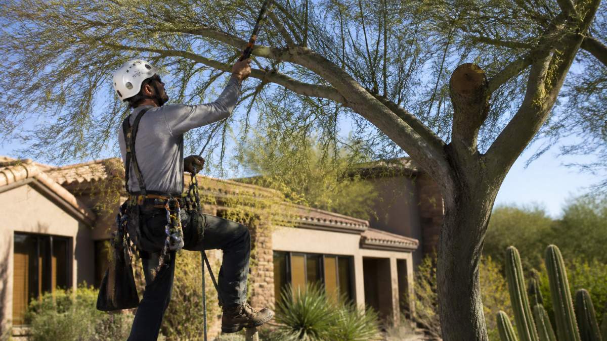 A tree care technician in a hard hat and safety harness pruning a mesquite tree branch in a sunlit desert backyard with a stucco Southwestern home behind