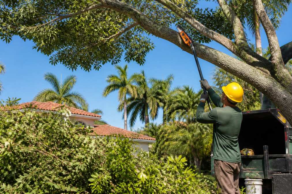 Best Tree Maintenance Services Miami: 2026 Guide