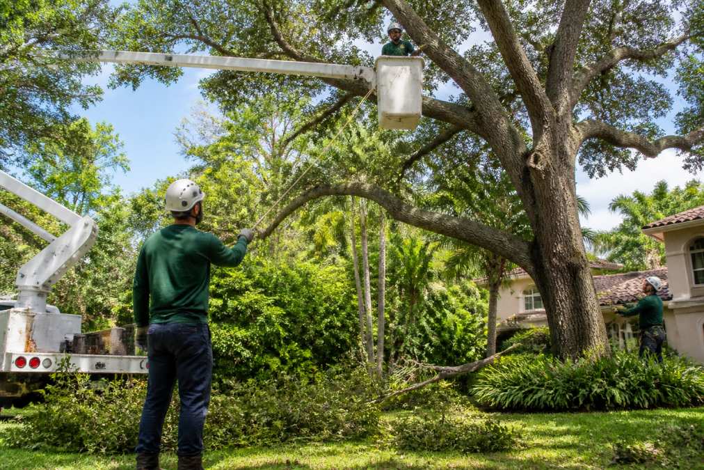 A tree care crew in branded uniforms trimming a large oak tree in a lush Miami backyard, with a bucket truck and safety gear visible, bright sunny day