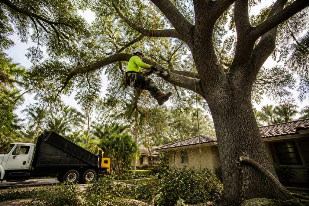 Professional arborist in safety harness and helmet trimming branches from a large oak tree in a residential North Miami yard, with climbing ropes and equipment visible, debris on ground below