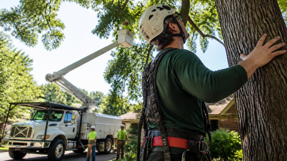 A certified arborist in safety helmet and harness inspecting a large tree canopy in a residential yard, with a bucket truck and crew working in the background under clear morning light