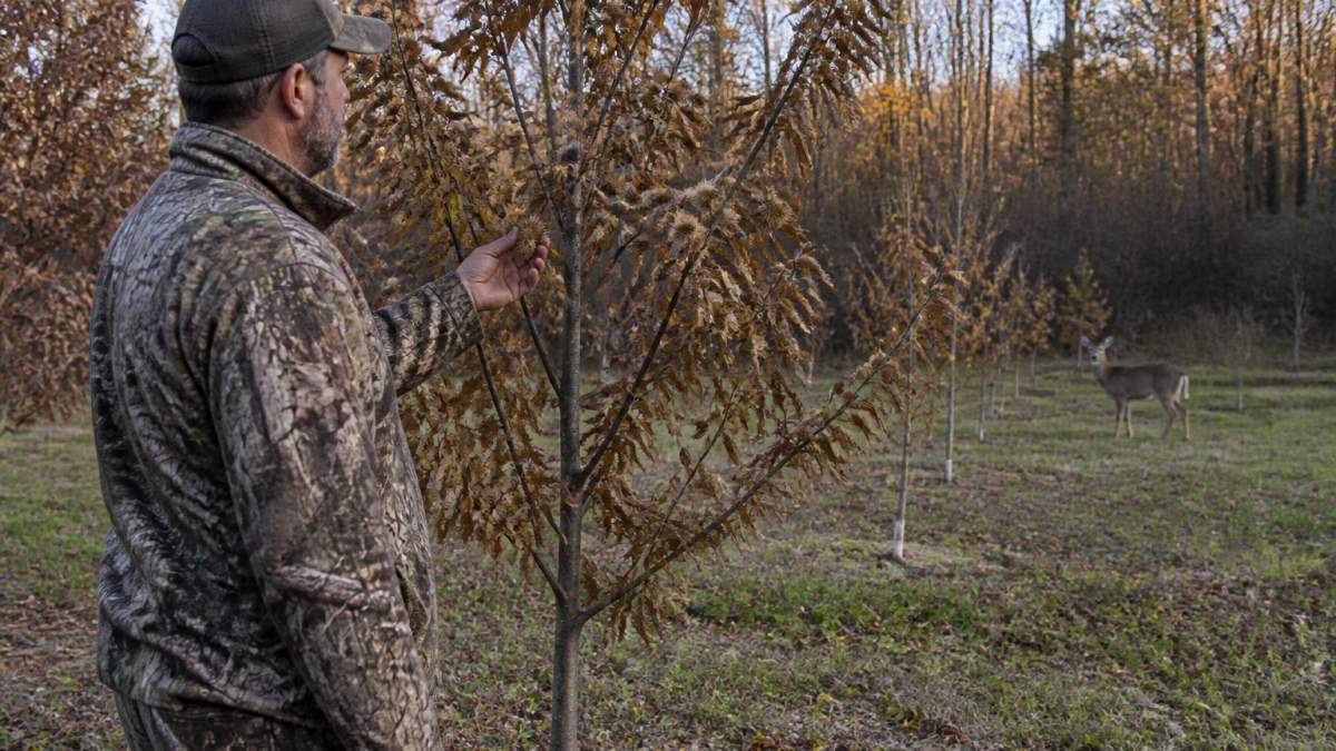 Hunter inspecting a chestnut tree with spiny burs as a deer grazes near the forest edge in late autumn.