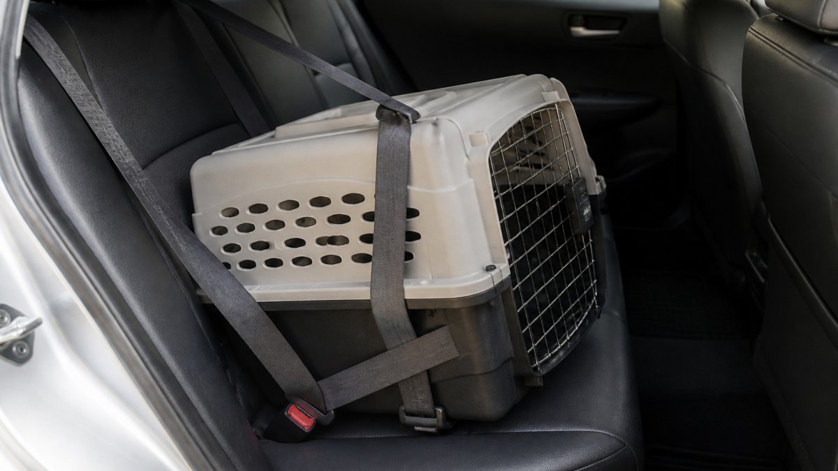 Diagram illustrating the correct method for securing a hard-sided dog crate in a car using seat belt straps