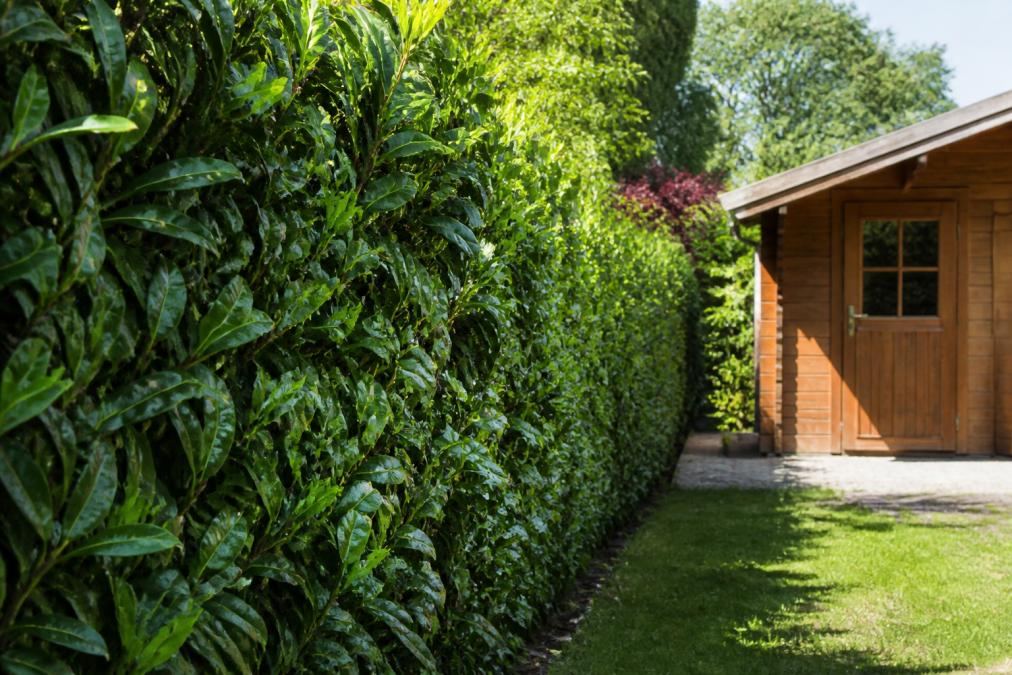 Close-up van dichte groenblijvende haag met donkergroen glanzend blad in volle zon, tuinhuisje zichtbaar op achtergrond