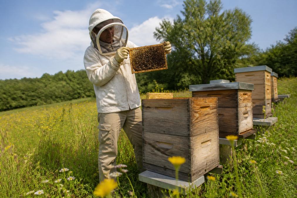 Imker in grüner Wiese arbeitet an Holzbienenstöcken, kontrolliert Rahmen mit Bienen, natürliches Licht, ökologische Umgebung mit Wildblumen