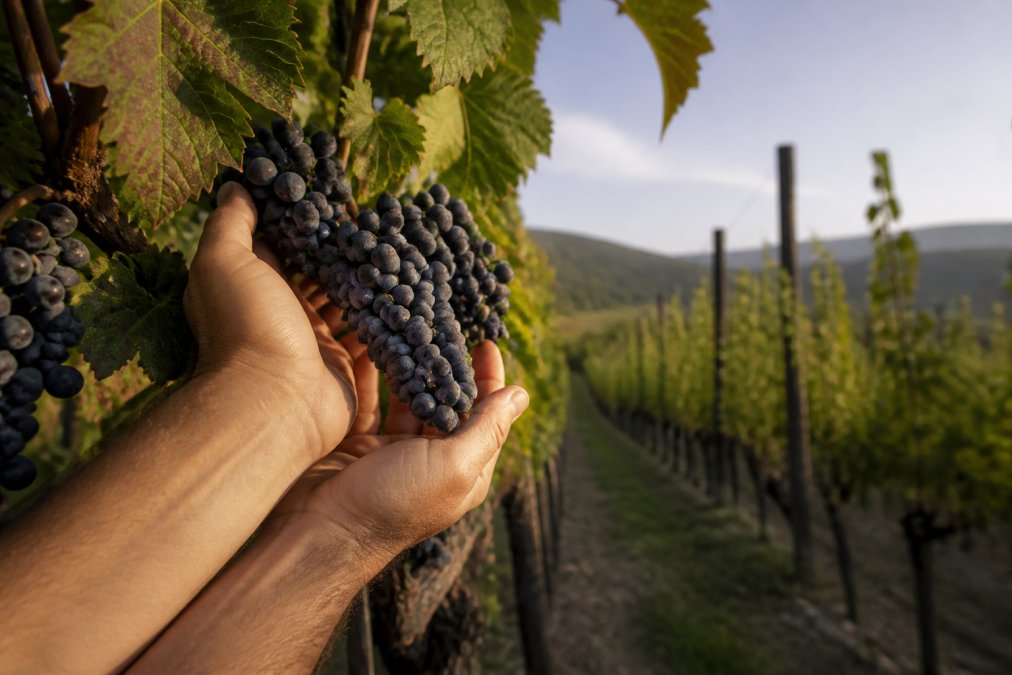 Close-up of hands holding a cluster of dark-skinned grapes still on the vine, with rows of old Italian vineyard trellises blurred in the background under late afternoon light