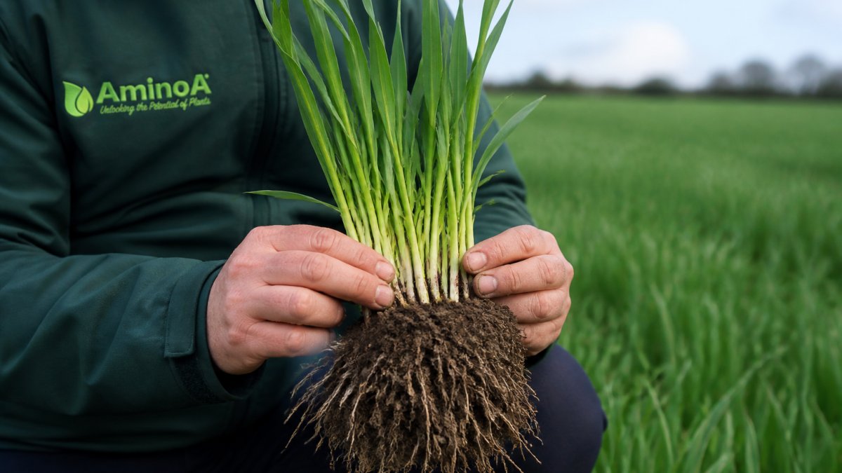 Close-up of healthy green wheat crop in early growth stage showing strong leaf development and strong root establishment in dark soil