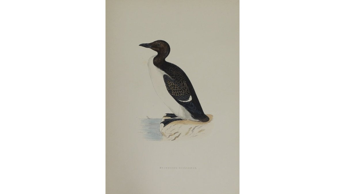 Bird: Morris, Rev Francis Orpen, Brunnich's Guillemot, c1870