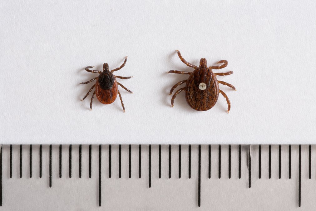 Blacklegged tick and lone star tick side by side with a metric ruler for accurate tick identification.