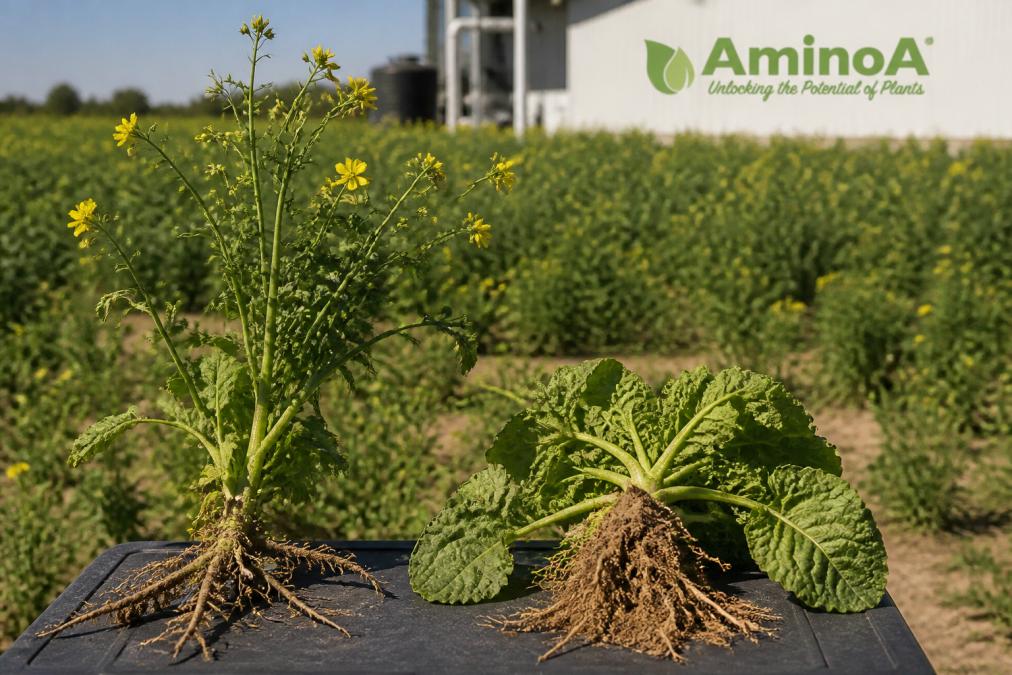 Blossom Stimulation vs Root Development for Crop Stress