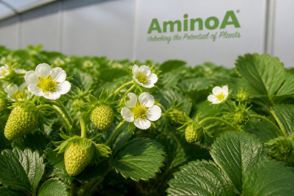 Close-up of a strawberry plant in flower with several open blossoms and small green fruit forming, soft natural light, healthy green foliage visible behind