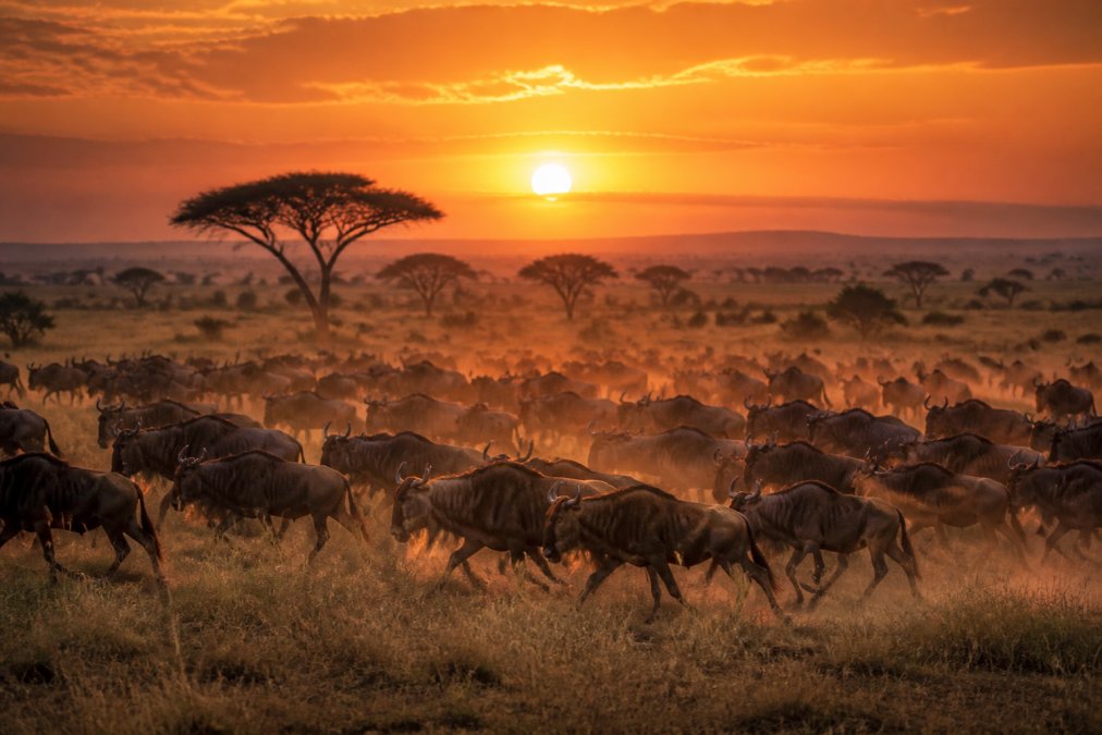 Wide savannah landscape at golden hour with a vast herd of wildebeest moving across the plains, acacia trees silhouetted against a deep orange sky, dust rising behind the herd