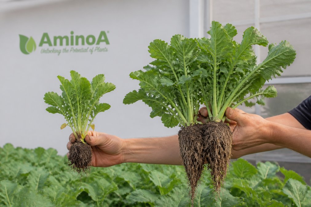 Boosted Crop Yield: Improve Nutrient Uptake
