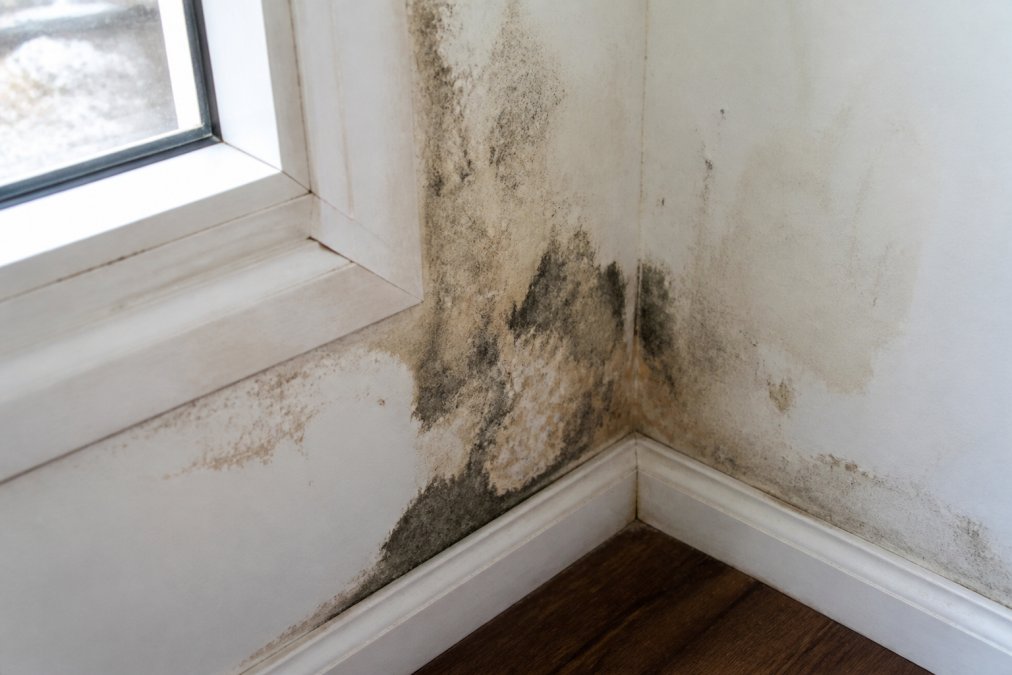Close-up photograph of visible water damage and dark mold growth on interior drywall near a window corner, showing moisture staining and deterioration on the wall surface in natural daylight