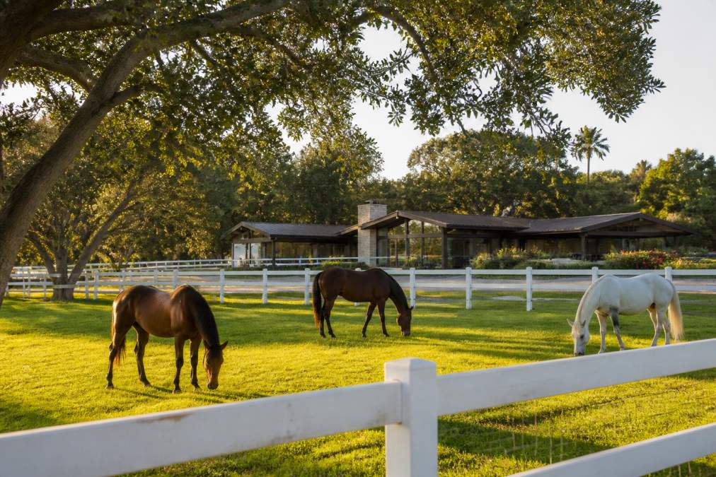 Spacious ranch-style home with white horse fencing and three horses grazing in manicured pasture, mature oak trees framing the property, mid-century modern architecture with low-pitched roof visible in background, golden afternoon light
