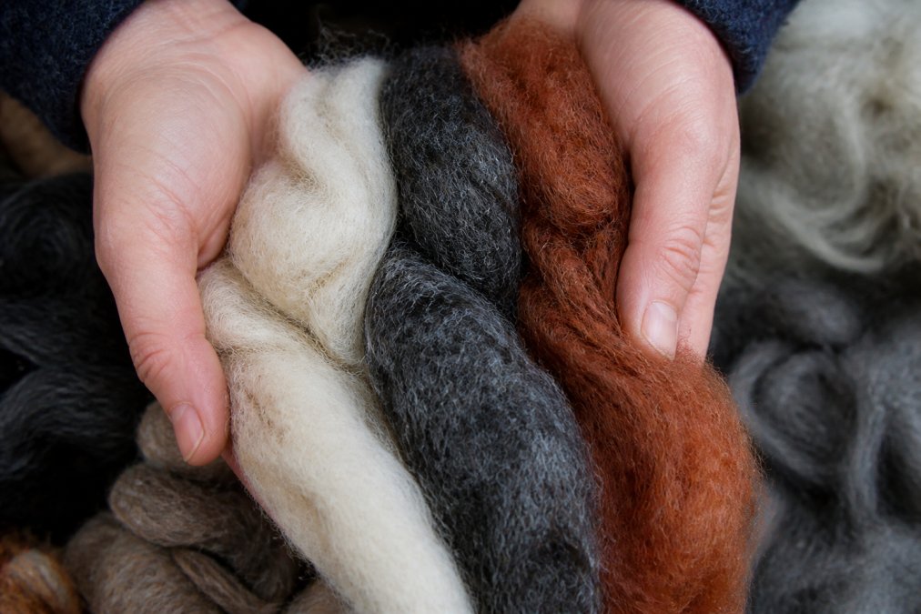 Close-up of hands holding strands of natural Shetland wool in cream, charcoal, and rust tones, showing fiber texture and color depth