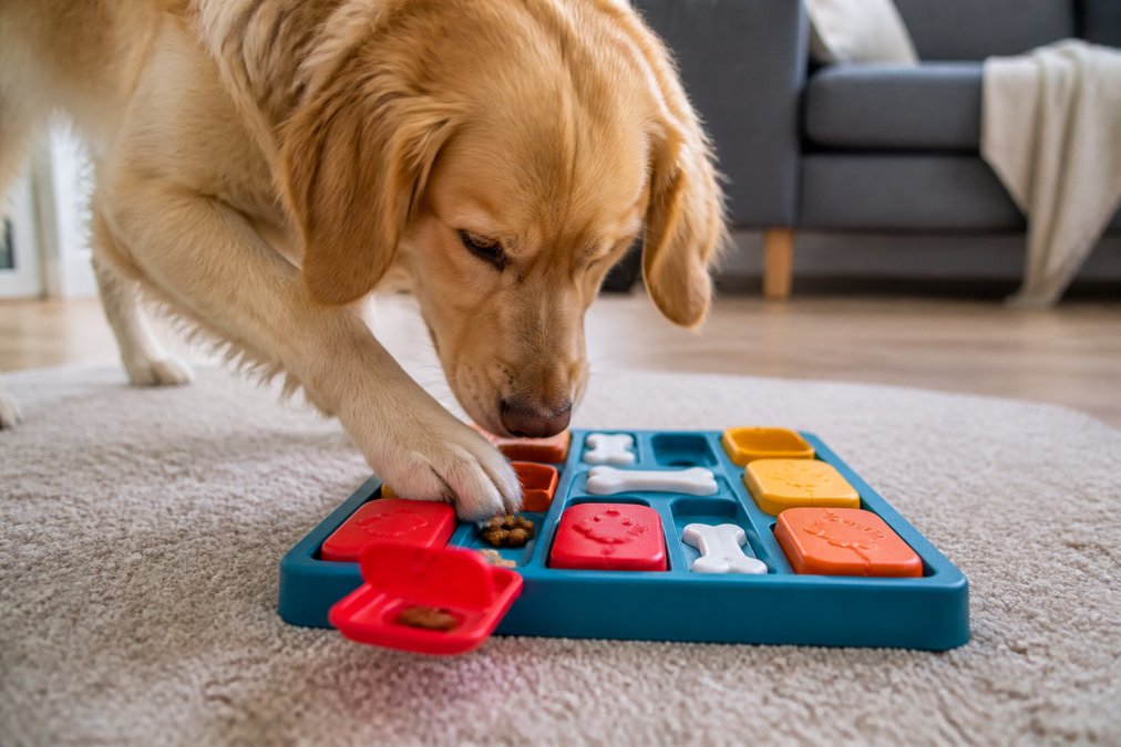 A golden retriever actively using its paw and nose to manipulate puzzle compartments on a colorful puzzle toy, with visible treats inside and focused concentration on the dog's face