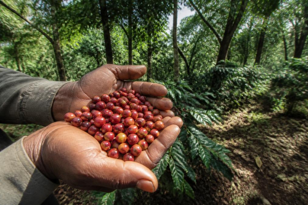Close-up of coffee beans in a farmer's hand at a shade-grown farm, with lush green canopy visible in the background