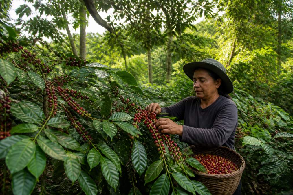 Small-scale coffee farmers working in shade-grown plantations with lush green vegetation and biodiversity, carefully harvesting ripe red coffee cherries by hand among leafy canopy