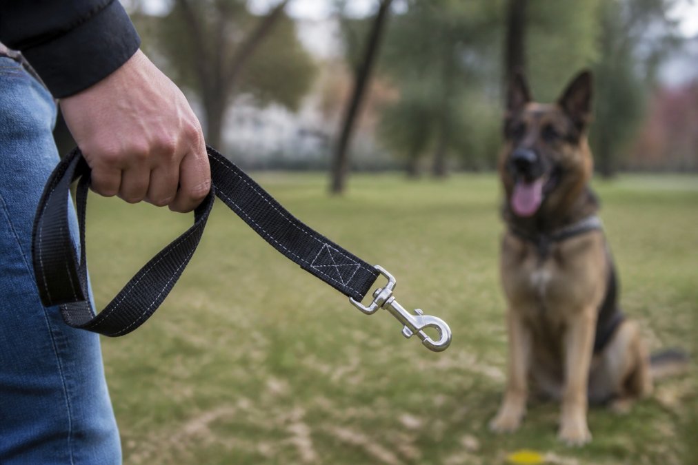 Close-up of a person's hand gripping a thick nylon dog leash with reinforced stitching and a heavy metal clasp, with an out-of-focus large dog waiting in the background