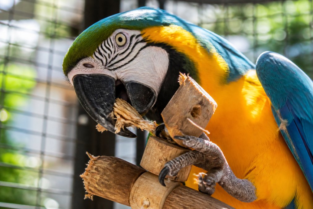 Large parrot actively shredding natural wood chew toy, pieces of wood visible in beak, bright sunlight on feathers, close-up of engaged bird behavior