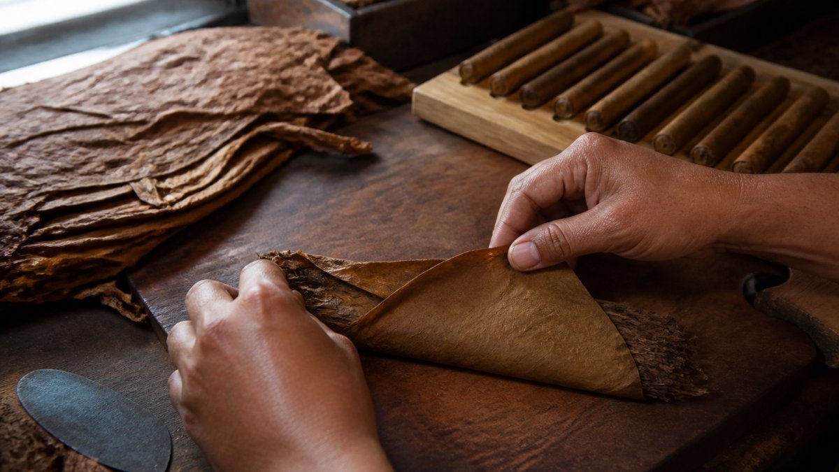 Close-up of a torcedor's hands rolling a wrapper leaf around a bunch of filler tobacco on a wooden workbench, natural window light