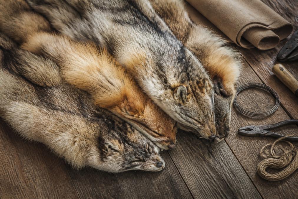 Buy Raw Animal Pelts Online: A Guide to Ethical Sourcing