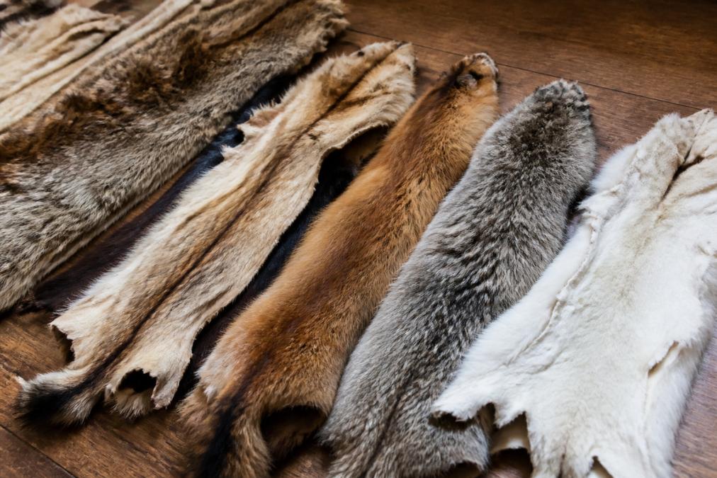 Infographic comparing textures and markings to help you buy raw animal pelts online.