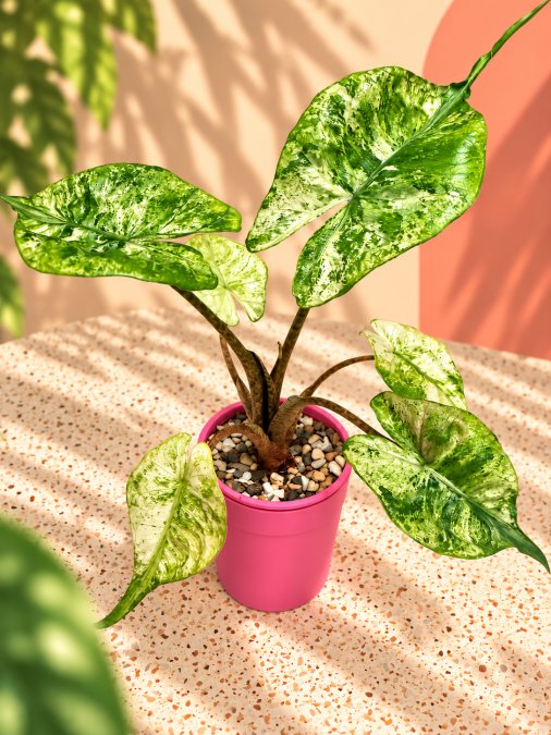 Signs of Overwatering in Variegated Alocasia