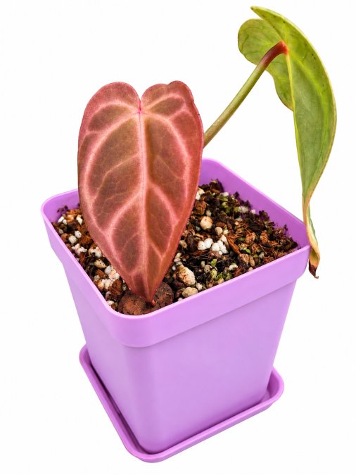 Anthurium hybrid
