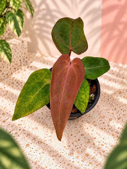 anthurium hybrid