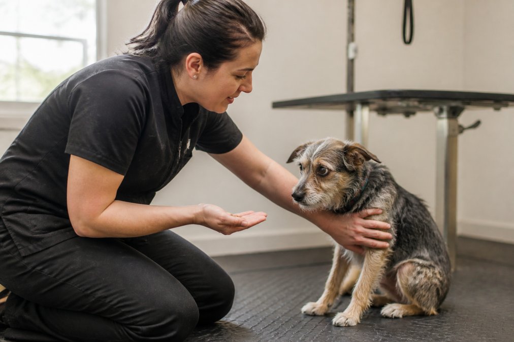 A professional groomer kneeling at eye level with a small, visibly nervous terrier mix, offering a treat from an open palm while gently resting the other hand on the dog's side, in a calm, well-lit grooming room with soft natural light from a nearby window