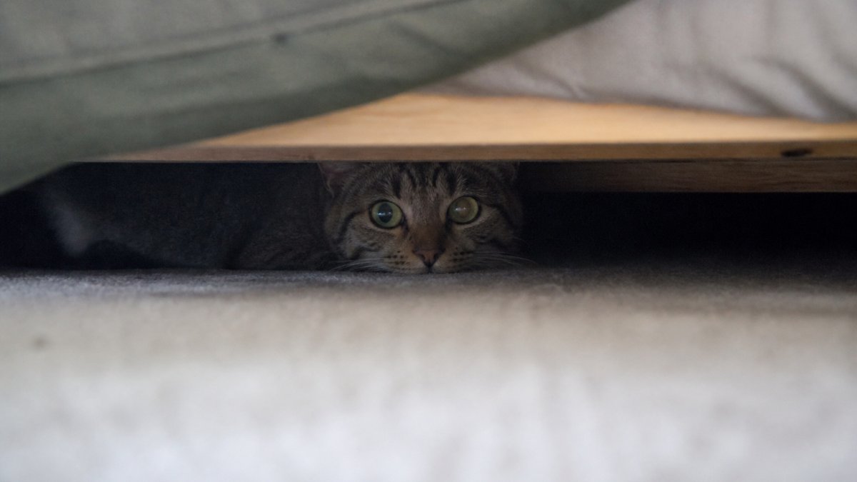 A nervous tabby cat crouched and hiding under a bed, with only its eyes visible in the shadows, showing typical anxious body language and fear response