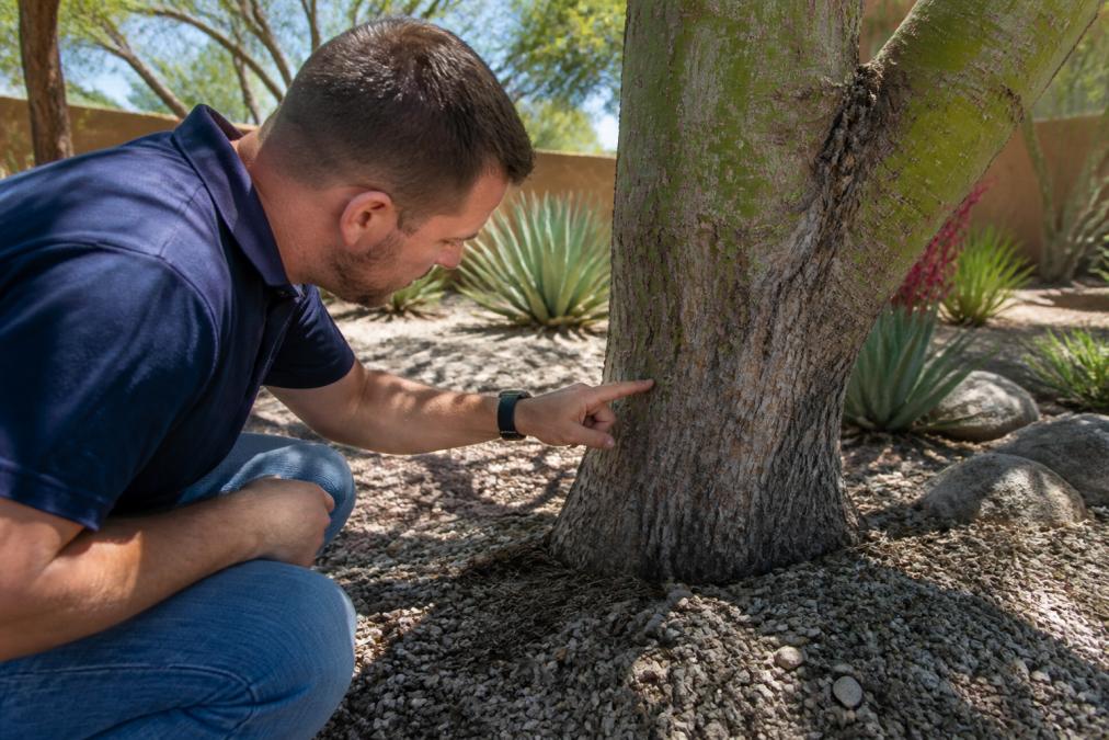 Homeowner examining desert tree bark for signs of pest damage to see if can pest control help tree health.
