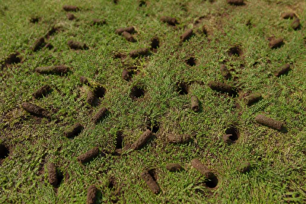 Close-up of a residential lawn showing visible aeration holes and soil plugs scattered across the grass surface in varying densities