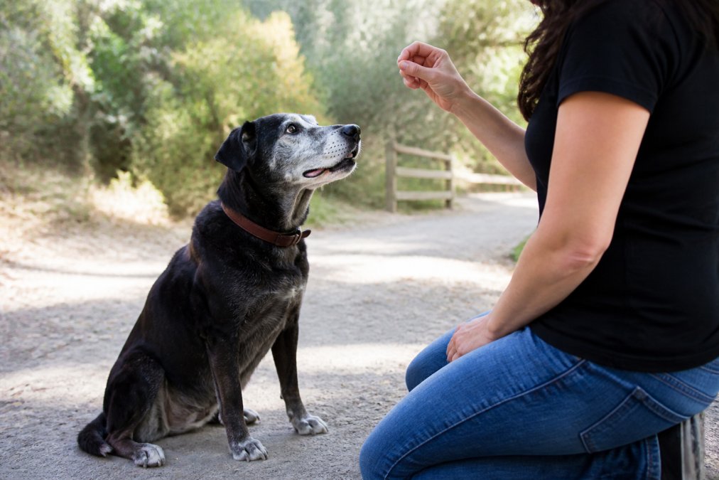 Can You Train an Old Dog? Yes — Here's How