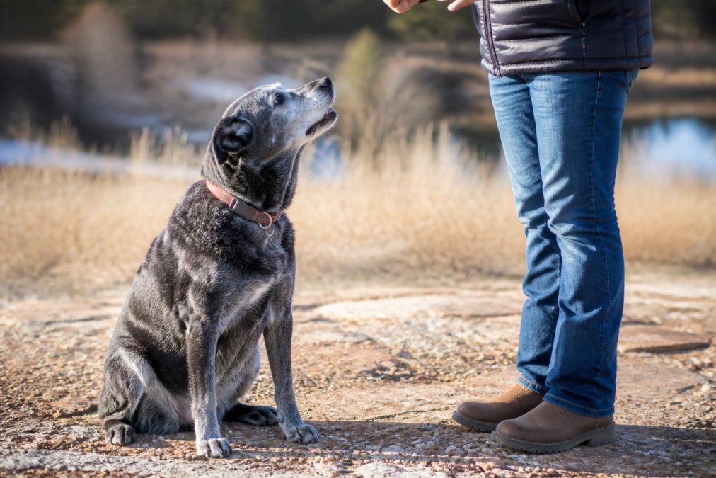 A gray-muzzled senior dog sitting attentively beside its owner outdoors on a sunny day, looking up and focused during a training moment