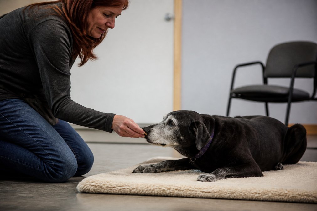 An older dog lying comfortably on a soft mat indoors while a trainer kneels beside it, offering a treat reward during a low-impact training session