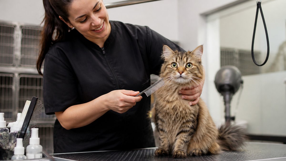 Cat Grooming Services in the Heights: What to Know